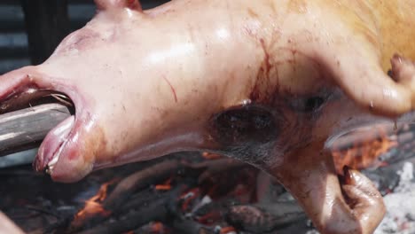 a close up of the head of a dead pig being roasted on a spit over a fire