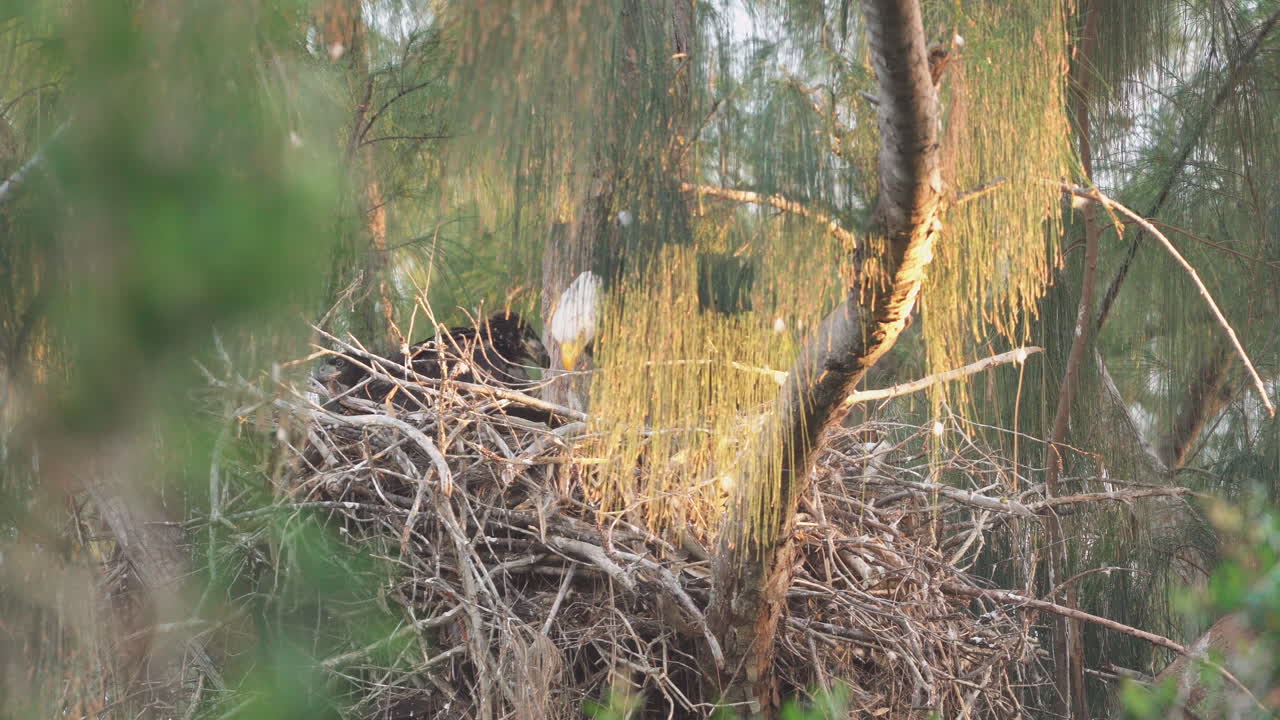 águila calva alimentando pollitos en el nido en la rama de un árbol 4