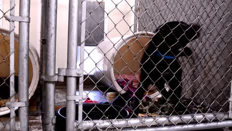 dogs looking for attention behind the fences in their cages and kennels at an animal control facility