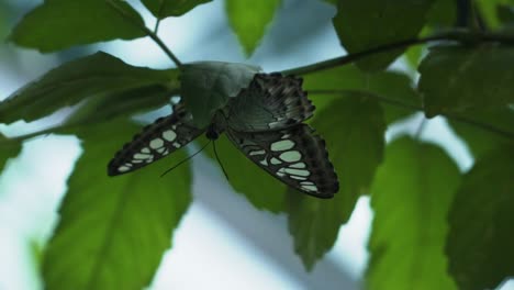 parthenos sylvia butterfly resting on green foliage closeup