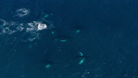 humpback whales in the ocean