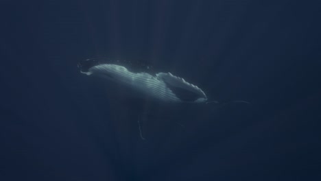 Humpback-Whales,-mother-and-calve-in-clear-water-swimming-up-to-the-surface-around-the-Islands-of-Tahiti,-French-Polynesia