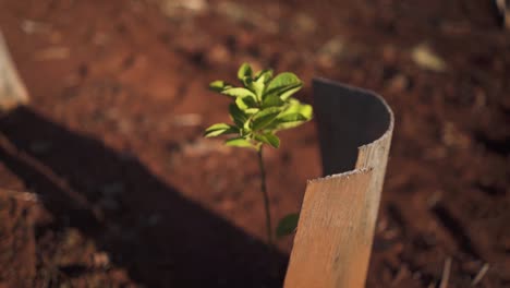 rack focus shot of yerba mate plant seedling shooting with protective boards