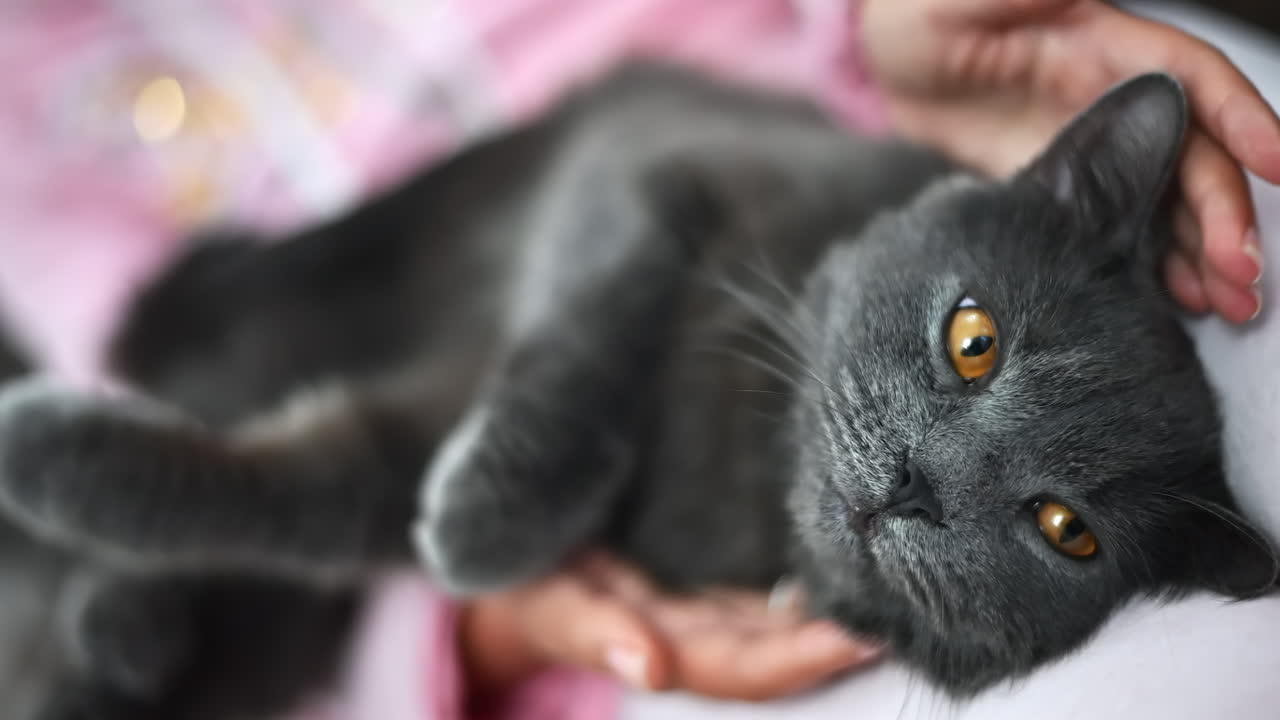Un gatto grigio si rilassa mentre il suo proprietario lo accarezza amorevolmente. L'atmosfera è calda e distensiva, e mette in risalto il legame tra i due in un ambiente domestico accogliente.