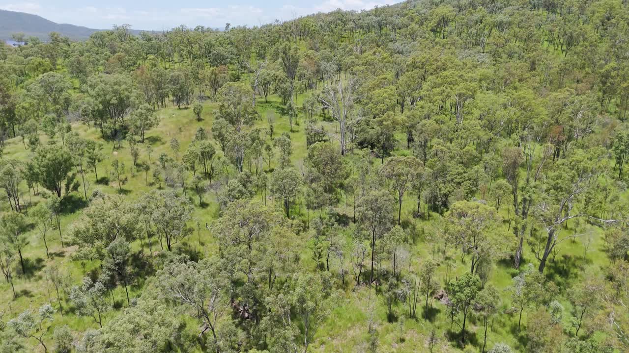 sobrevuelo del exuberante bosque de eucaliptos en australia