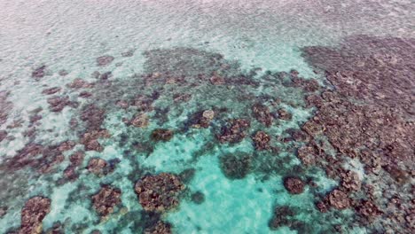 Diverse-Marine-Life-And-Vibrant-Corals-On-The-Reef-In-The-Shallow-Waters-Of-Tropical-Island-In-The-Philippines