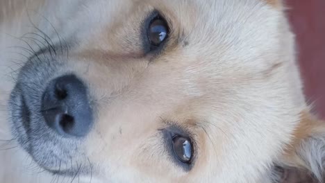 close-up of a light brown and white puppy