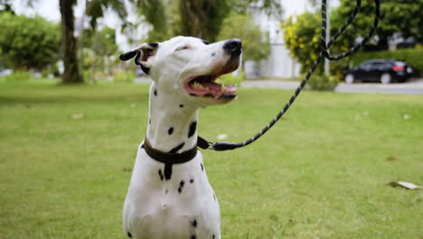 woman training dog