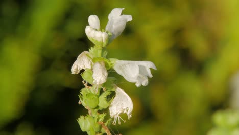 Honey-Bee-pollinates-White-Flowers-Of-Obedient-Plant-Collecting-Pollen-And-Nectar-To-Make-Honey---close-up