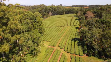 Una-Espléndida-Plantación-De-Té-En-Misiones,-Argentina,-Que-Muestra-La-Pintoresca-Belleza-Del-Cultivo-De-Té-En-América-Del-Sur