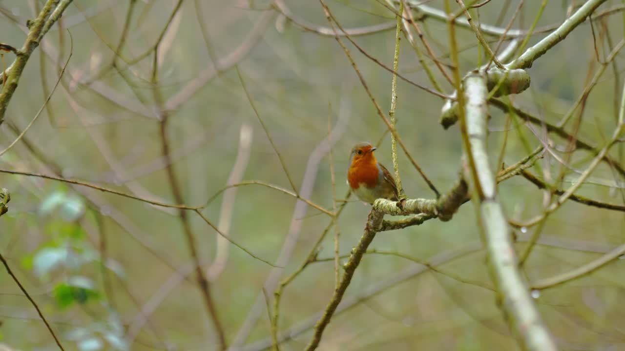 Profilo laterale di un pettirosso appoggiato su un ramo spoglio con gocce d'acqua, che poi si gira verso la fotocamera - Messa a fuoco superficiale per un effetto cinematografico