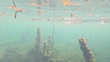 el agua clara revela raíces sumergidas y escombros.