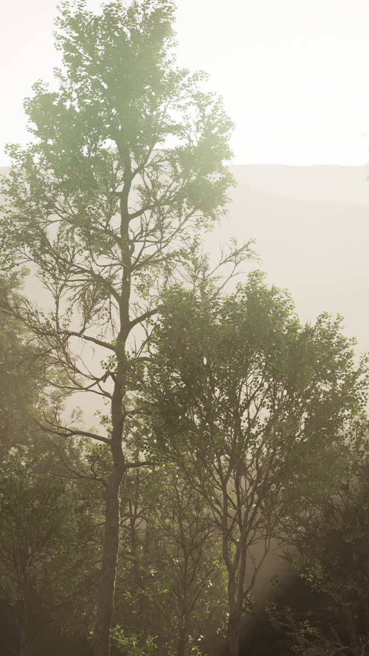 안개 숲의 해가 뜨는 것