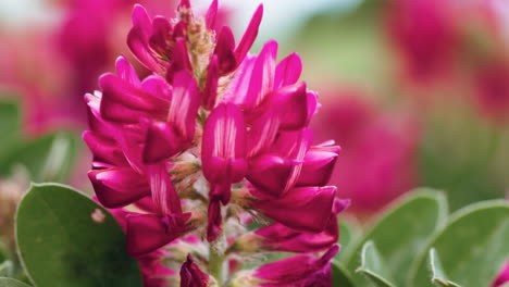 pink flower outdoors during spring season