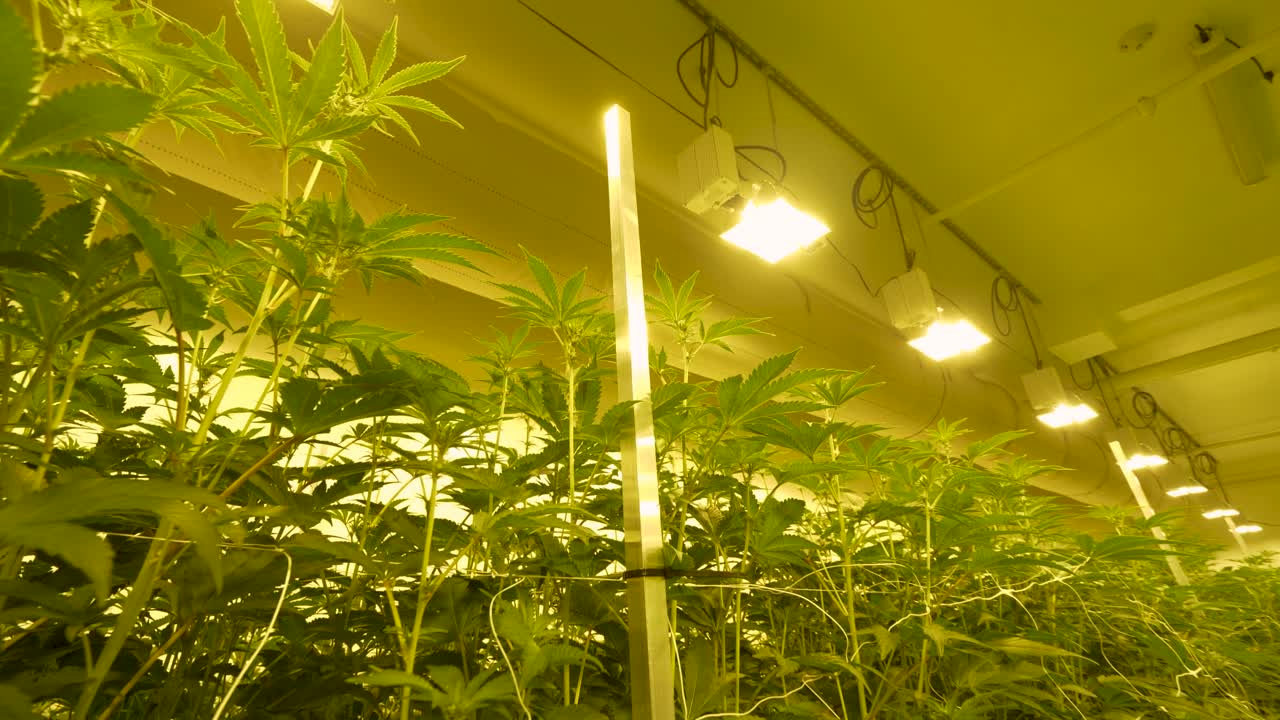 casa de cultivo de marihuana interior, hojas de maceta altas bajo las luces de la casa de cultivo para tratamiento médico