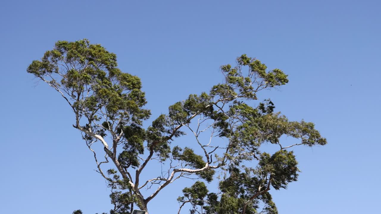 A series of frames showing a tree's subtle movements