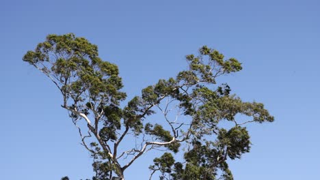 una serie de marcos que muestran los movimientos sutiles de un árbol