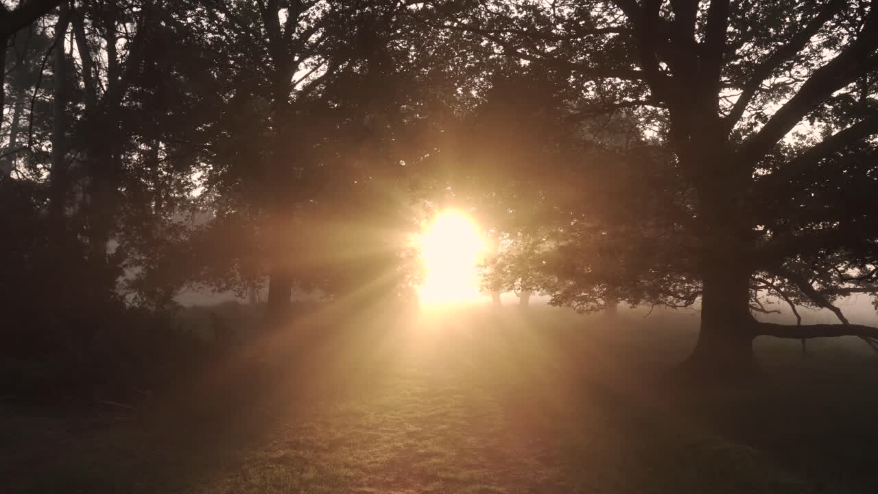 восход солнца через деревья