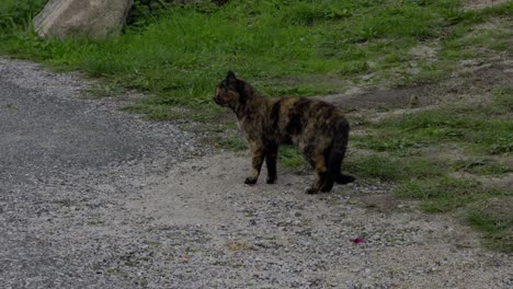 Kattunkatze-Sucht-Nach-Beute-Und-Sitzt-Nach-Einem-Kurzen-Spaziergang-Geduldig-Da