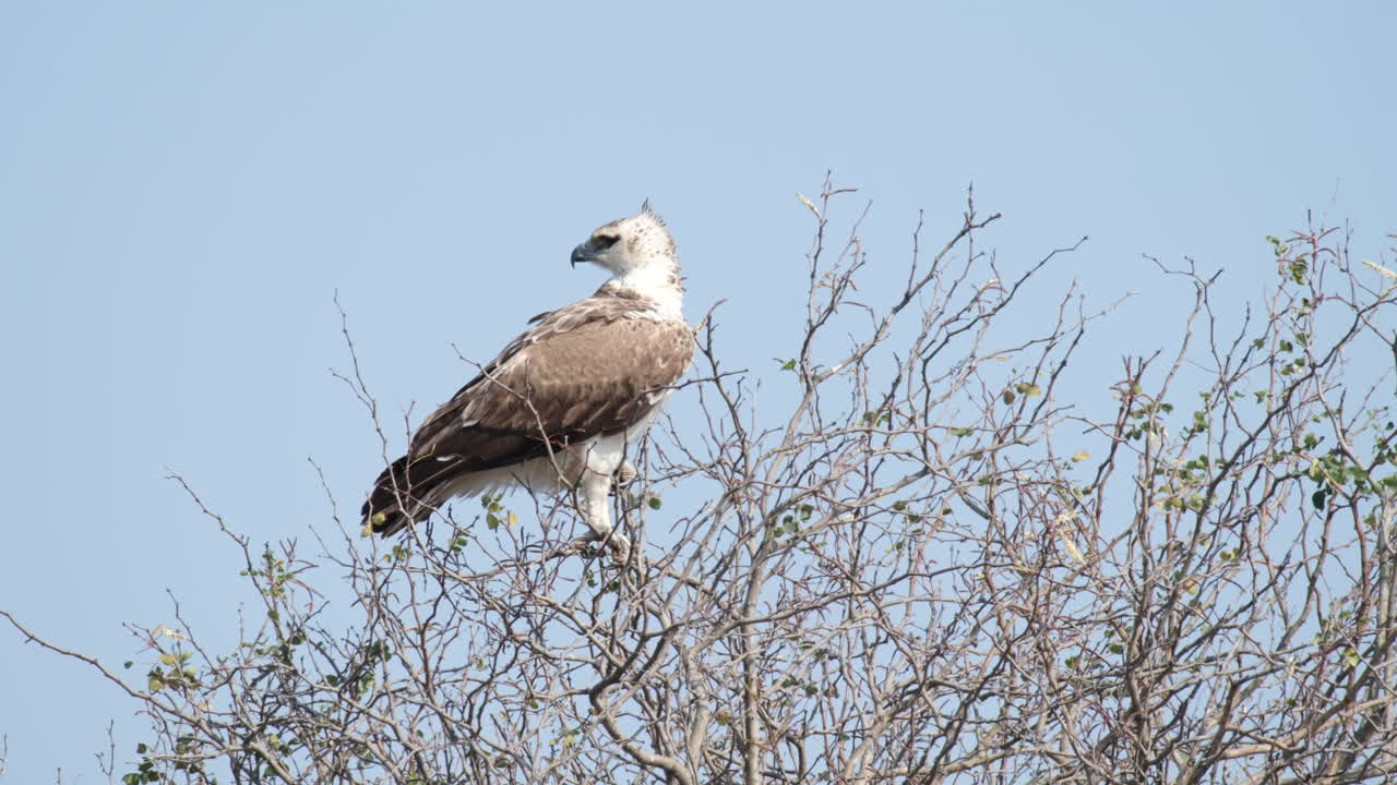 águila marcial inmadura posada en un árbol sin hojas en el áfrica subsahariana