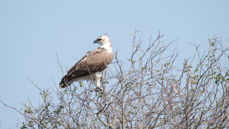 Águila-Marcial-Inmadura-Posada-En-Un-árbol-Sin-Hojas-En-El-África-Subsahariana