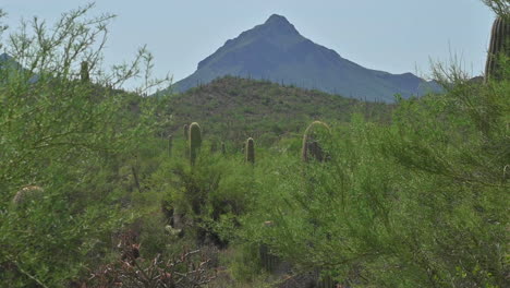 米国アリゾナ州ツーソンの背景にシルエットの山を持つサグアロスと緑豊かな植生の風景