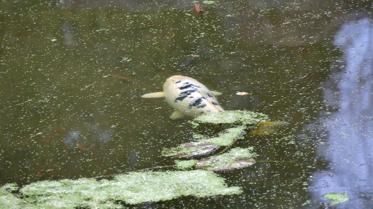 Koi Amur carp breed fish swimming in Chinese garden in Ruhr University Bochum
