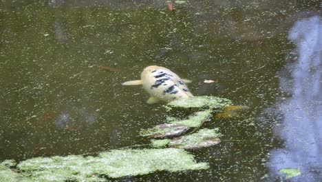 koi amur carp breed fish swimming in chinese garden in ruhr university bochum