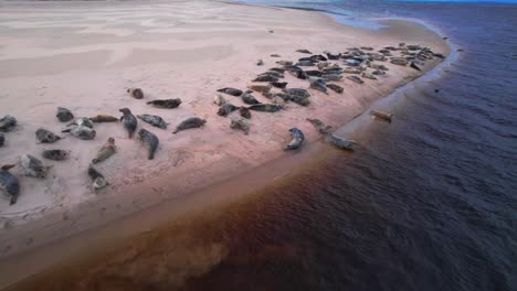 group of seals lying on a sandy beach