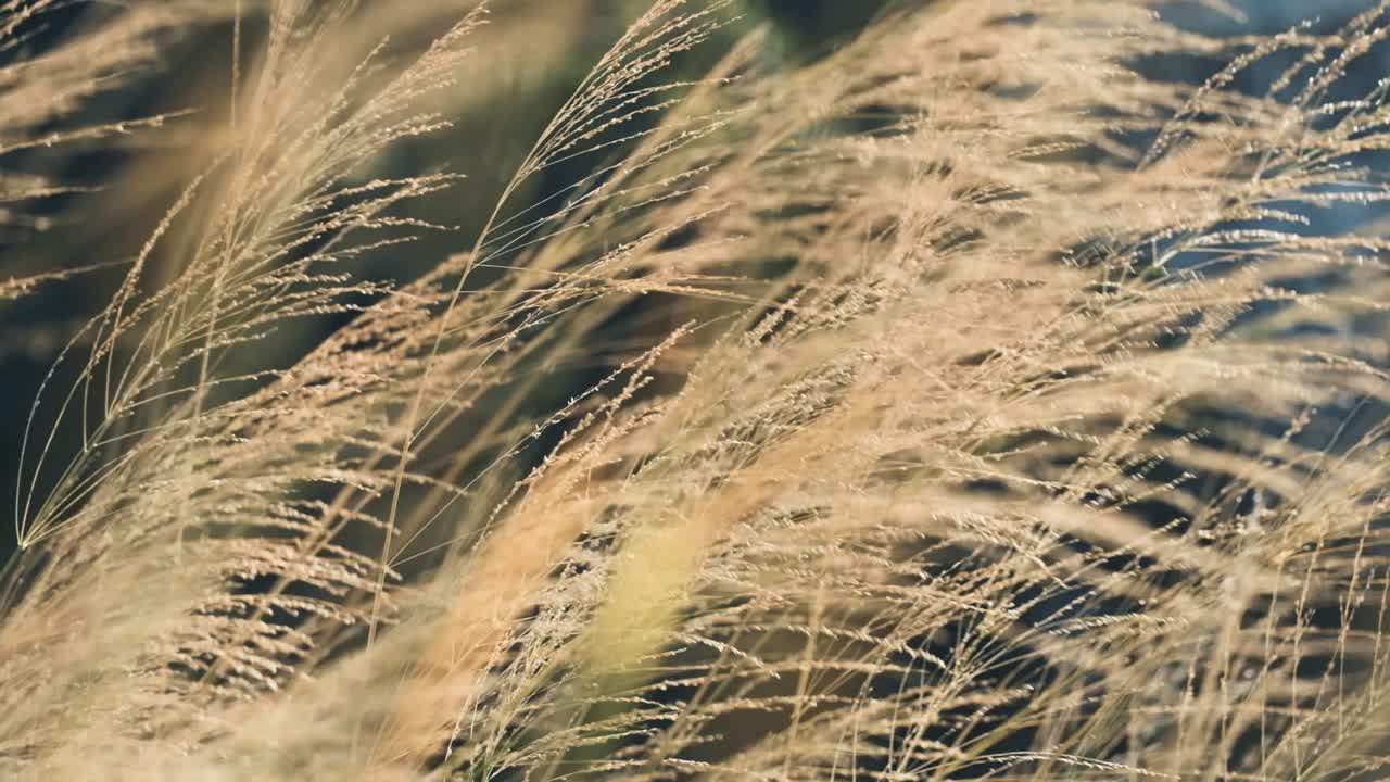 바람에 풀이 날리는 슬로우 모션