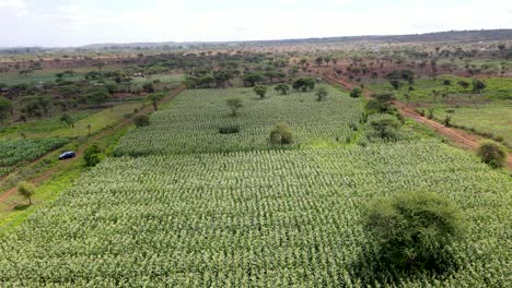 Drone-flying-in-farms-in-kilimanjaro-slopes--Green-Kenya-farms,-poor-settlement-africa-aerial-agronomic-plantation