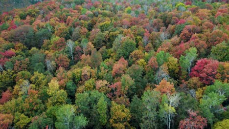 Sobrevuelo-De-Coloridas-Copas-De-Los-árboles-Del-Bosque-De-Otoño-En-Wasatch-Range,-Utah