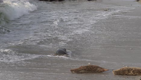 pregnant harbor seal has a visible contraction in monterey, california