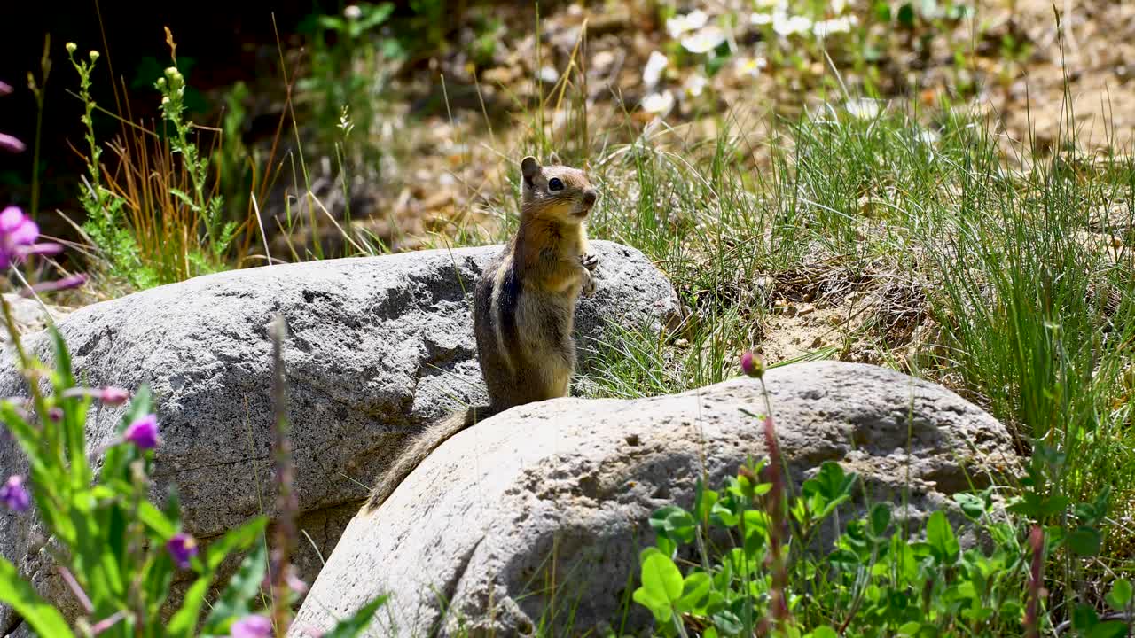 Questo è un video statico di un chipmunk in piedi su una roccia a Breckenridge, in Colorado.