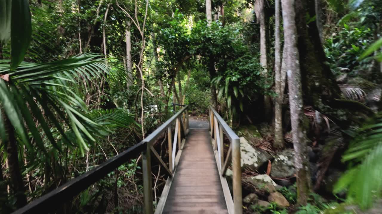un paseo sereno a través de un bosque exuberante