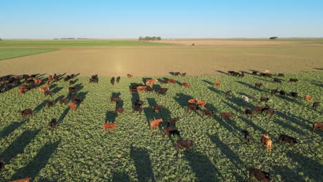 drone hovering above pristine prairie field full of cattle grazing on fresh green grass in the afternoon with long shadow reflections projected on the grassland on a beautiful sunny day