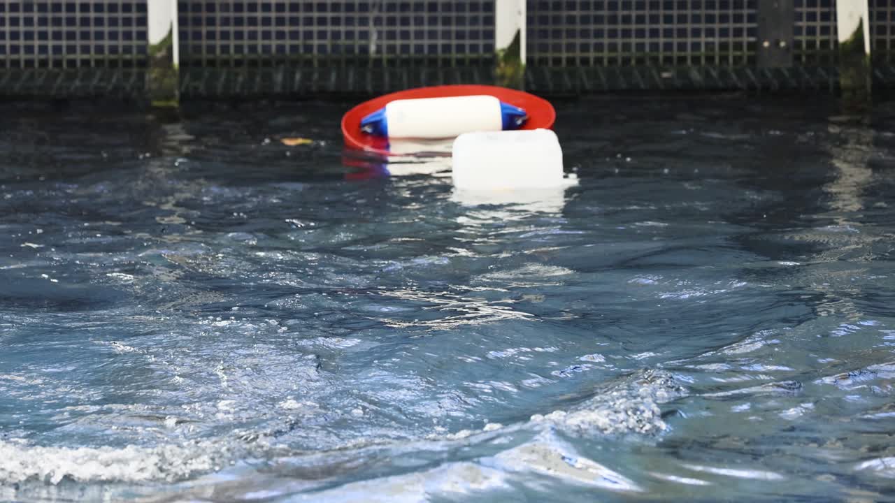 바다 사자 는 떠다니는 물체 들 과 함께 수영장 에 어지고 있다