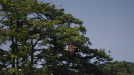 an eagle flying in british columbia canada over the ocean looking for fish