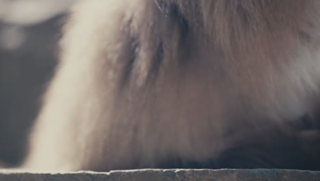 close-up portrait of red face snow monkey, japanese macaque