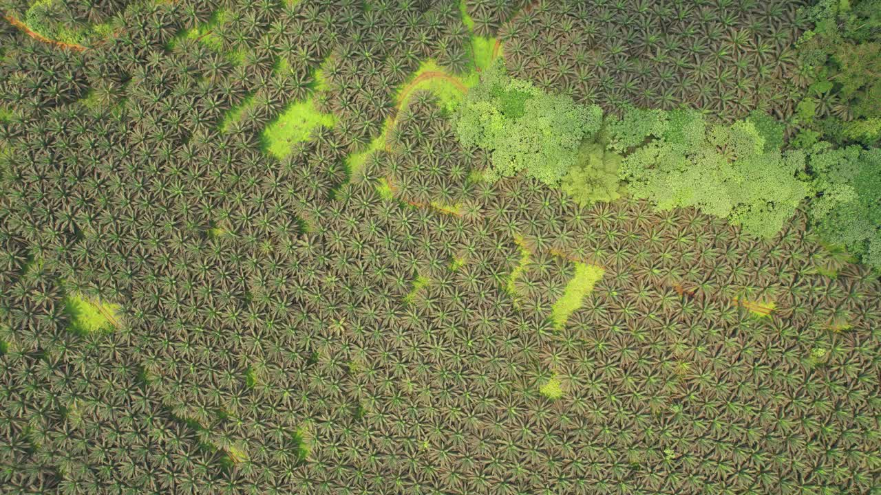 Top down view from palm trees at Agripalma. The only industrial oil palm plantations in the São Tomé and Príncipe.Africa