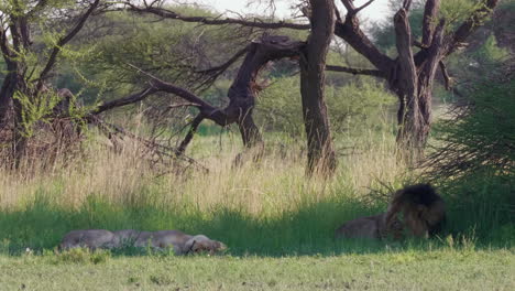 Ein-Großer-Schwarzer-Mähnenlöwe-Und-Eine-Löwin-Ruhen-Im-Schatten-Eines-Busches-In-Der-Nxai-Pfanne,-Botswana-–-Weitwinkelaufnahme