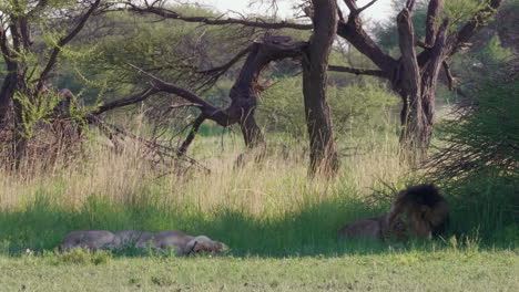 a large black mane lion and lioness resting under the shade of a bush in nxai pan, botswana - wide shot