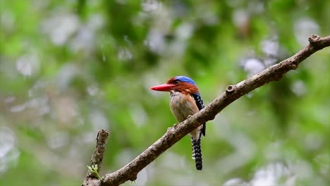 a tree kingfisher and one of the most beautiful birds found in thailand within tropical rain-forests