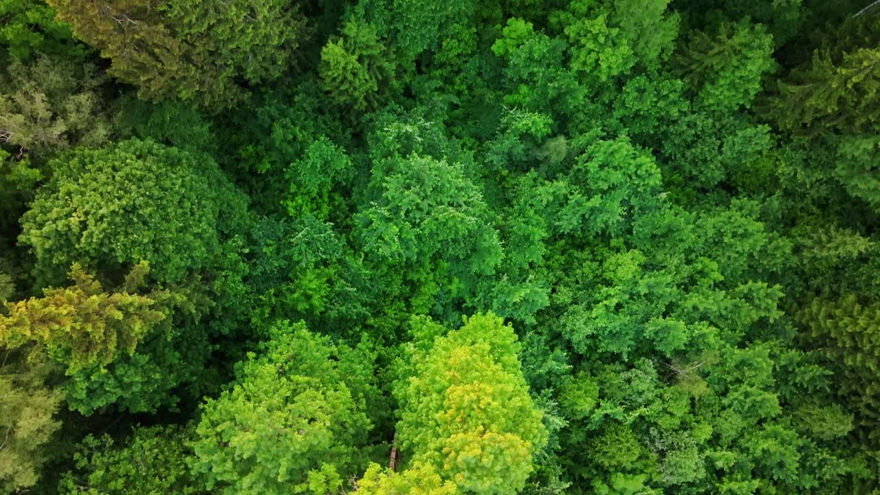 Aerial view of unspoiled forest canopy with vivid green treetops in summer light