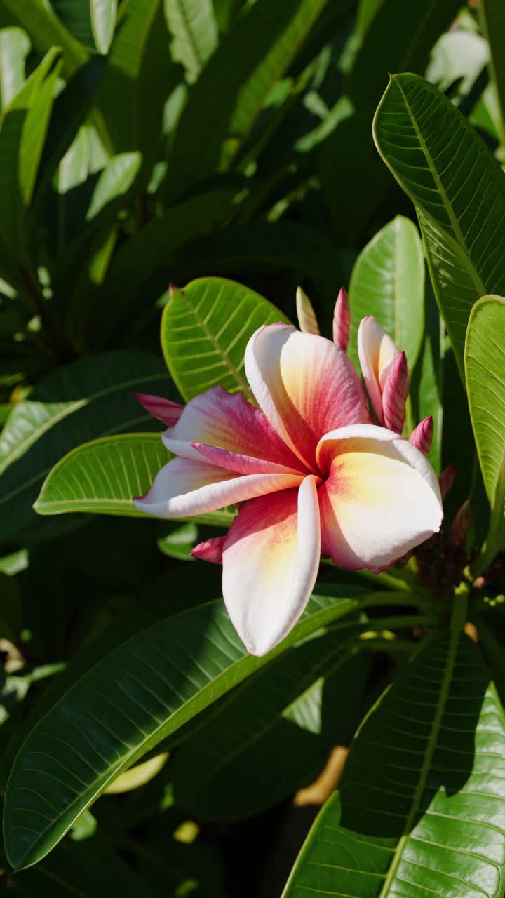 Video ravvicinato di un vivace fiore di plumeria, ripreso da un'angolazione elevata, che ne evidenzia i colori vividi