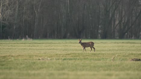 roe deer walking through green meadow forest wild animal on open habitat venture roebuck walks tender grass