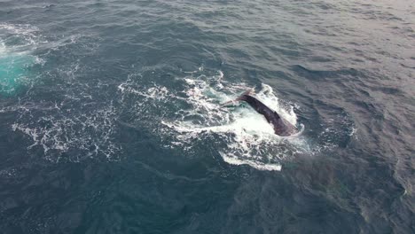 Humpback-Whale-Spinning,-Pec-Slapping-And-Blowing-Water-In-The-Ocean---Behavior-Of-Whale-In-Bondi-Beach,-NSW,-Australia