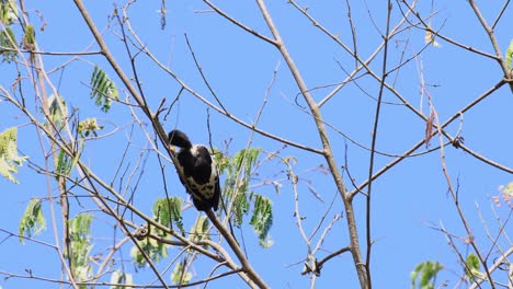 Herzspecht,-Hemicircus-Canente,-Kaeng-Krachan-Nationalpark,-Thailand