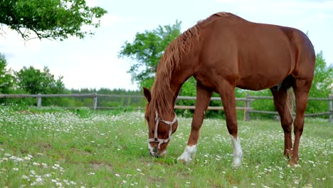 el caballo pastando en un prado verde