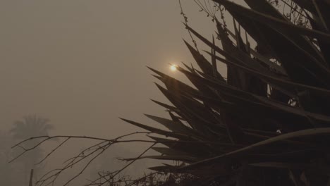 Revealing-sun-and-landscape-of-Pantanal-during-fire-full-of-smoke